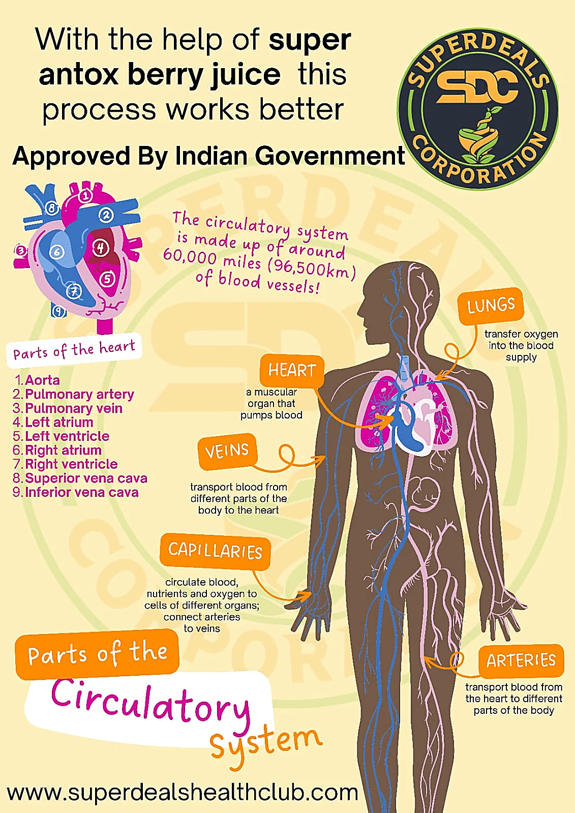 Supporting healthy circulation